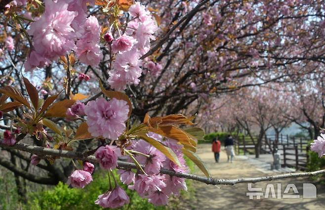 [전주=뉴시스] 김얼 기자 = 완연한 봄 날씨가 이어지고 있는 16일 전북 전주시 완산칠봉 꽃동산에 봄 꽃들이 개화하기 시작했다. 2025.04.16. pmkeul@newsis.com