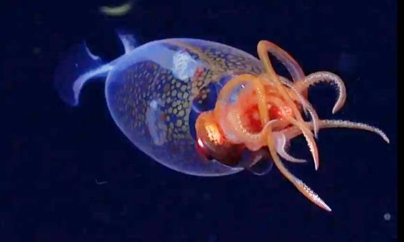 지난달 미국의 비영리단체인 슈미트 해양 연구소의 연구진이 남대서양 사우스 샌드위치 제도 인근 해역의 심해 600m 구역에서 촬영한 남극하트지느러미오징어(콜로살 오징어)의 모습. 슈미트 해양 연구소 제공