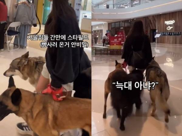 입마개를 착용하지 않은 대형견을 데리고 복합 쇼핑몰을 방문한 한 반려인의 영상을 두고 누리꾼의 갑론을박이 이어지고 있다. /사진=SNS 갈무리