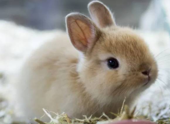 미국에서 여객기 비행 중 '토끼' 때문에 엔진 폭발 사고가 발생했다. 사진은 본 기사 내용과 무관. [사진=PetGuide]