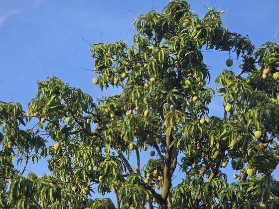 애플망고 수확철인 3~5월에는 현지 농장에서 수확 체험도 할 수 있다. 정영교 기자