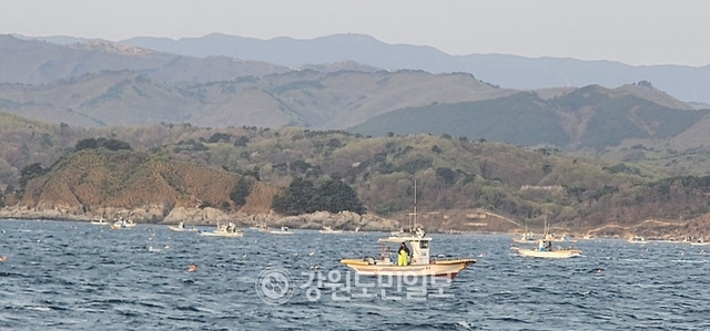 ▲ 올해 첫 개장한 저도어장에서 어선들이 만선을 기원하며 조업에 열중하고 있다.