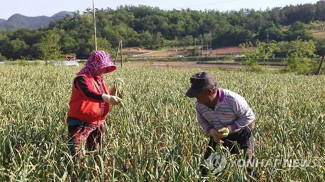 농촌의 노부부. [자료=연합뉴스 제공]