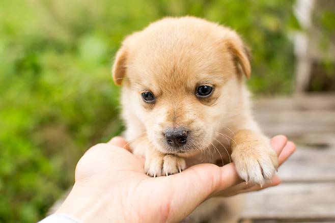 국내 반려동물 양육 인구가 1500만명에 육박하고 있다. [123RF]