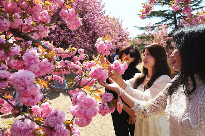지난해 겹벚꽃 개화기에 경주 불국공원을 찾은 관광객들이 활짝 핀 꽃을 배경으로 추억을 남기고 있다. 경주시 제공