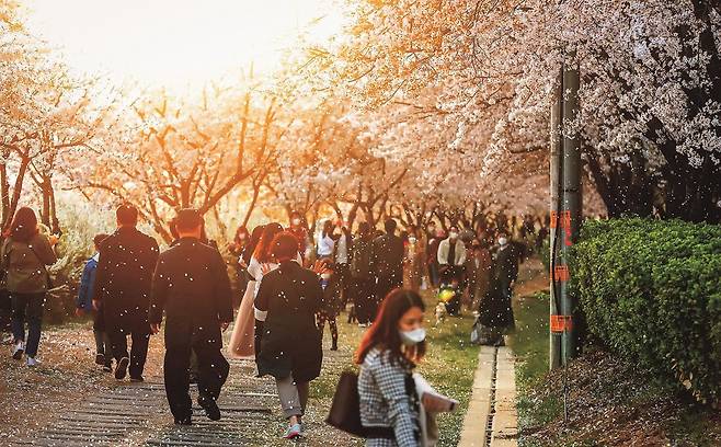 석촌호수 벚꽃 [송파구 제공. 재판매 및 DB 금지]