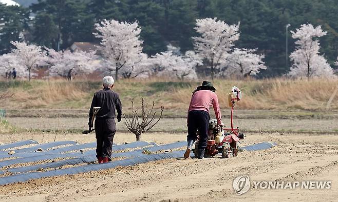농사 준비로 바쁜 들녘 (강릉=연합뉴스) 유형재 기자 = 벚꽃이 활짝 핀 9일 강원 강릉시 운정동 들녘에서 농민들이 농사 준비로 바쁜 모습이다. 2025.4.9 yoo21@yna.co.kr