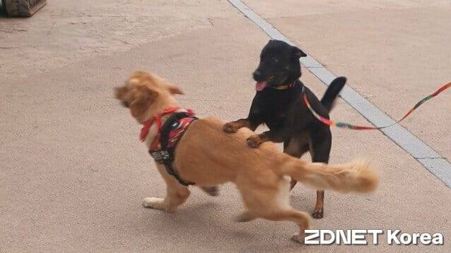 서울 시내 한 공원에서 산책하고 있는 반려견들