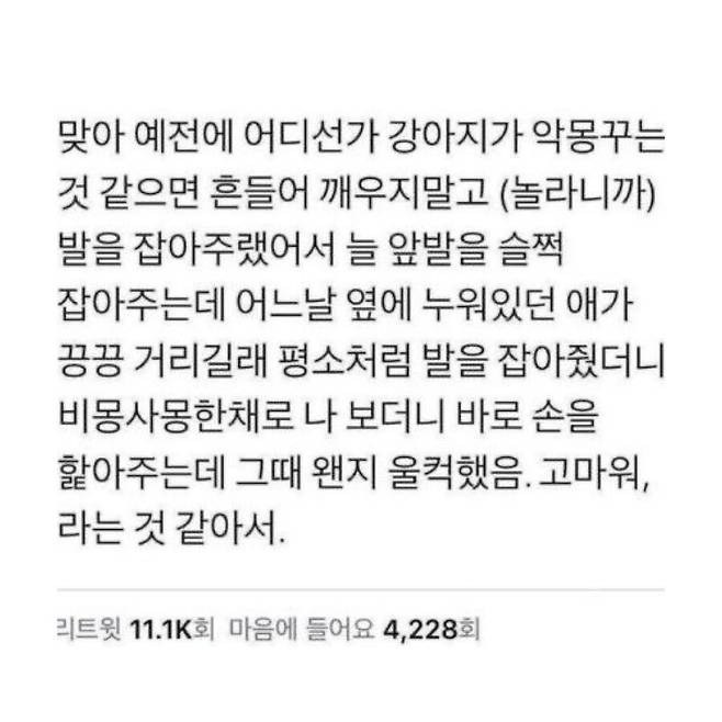 image.png 강아지에게 받는 완전무결한 사랑