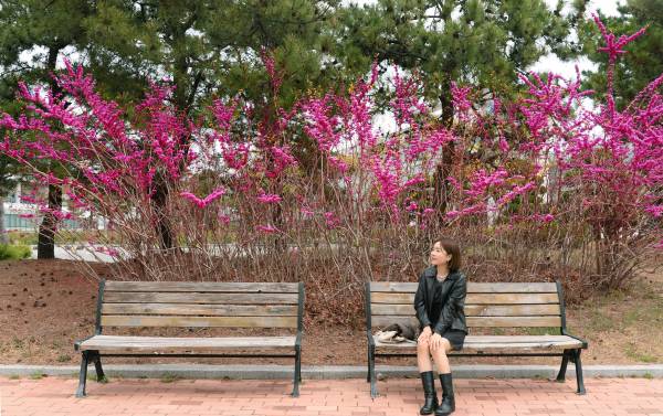 도심공원벤치 뒤로 쏟아질 듯 피어난 붉은 빛이 봄햇살에 쏟아져 내립니다. 바로 박태기나무 꽃들입니다.