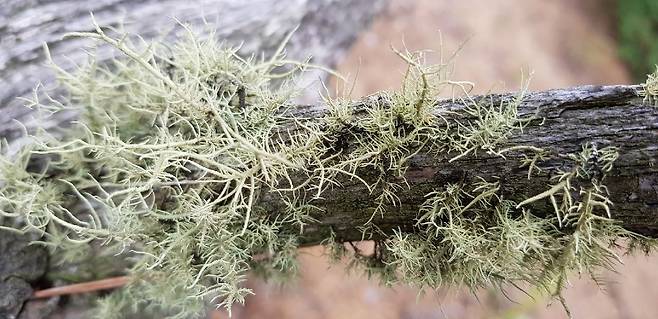 소나무 고목에 붙어 자라는 가시송라(국립 백두대간수목원제공)