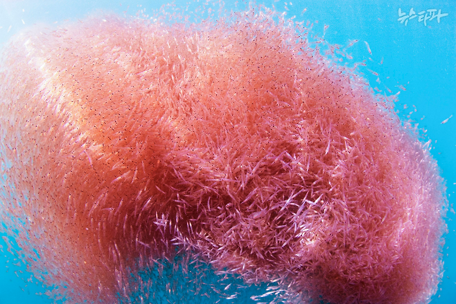 ▲크릴떼는 지중해 국가인 안도라 면적(467.6km²)만큼 거대할 수 있다. (출처: 에이커 크릴컴퍼니)