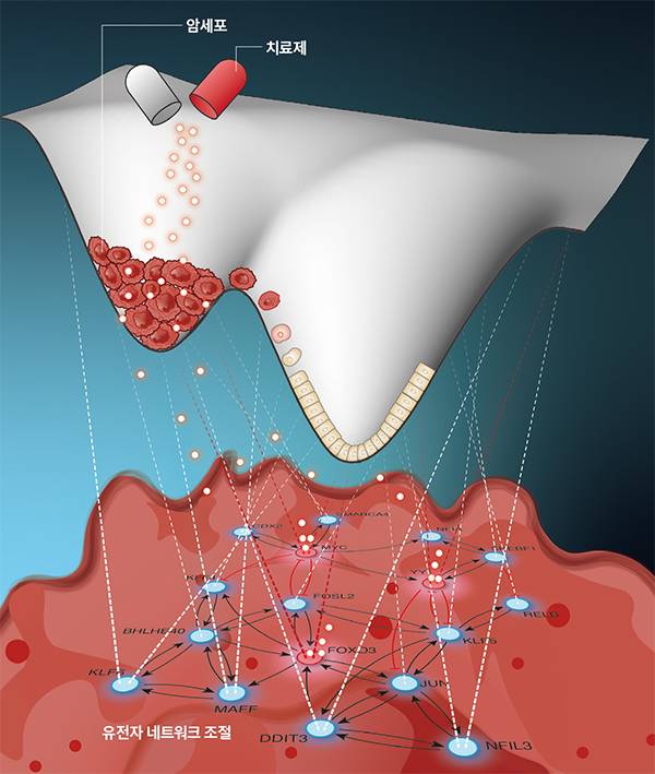 유전자 네트워크 조절 암 치료 - 대장암세포의 가역화를 유도할 수 있는 핵심 분자스위치를 찾아내고 이를 활용해 암을 치료하는 모식도다. 세포의 상태를 '끌개 지형'으로 시각화하면 암세포와 정상 세포의 안정화 정도를 웅덩이의 깊이로 나타낼 수 있다. 유전자 네트워크를 조작해 암세포의 안정성을 낮춤으로써 정상 세포로 전환한다. 조광현 제공