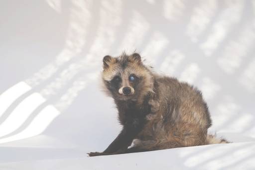 너구리&nbsp;‘데이비드’는 생후 2개월 무렵 차량에 치인 상태로 구조되어 줄곧 충남야생동물구조센터에서 지내왔다.&nbsp;