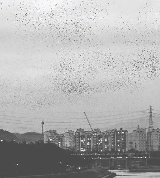 울산 태화강 떼까마귀들이 동시에 하늘로 솟아올라 장대한 군무를 펼치고 있다.