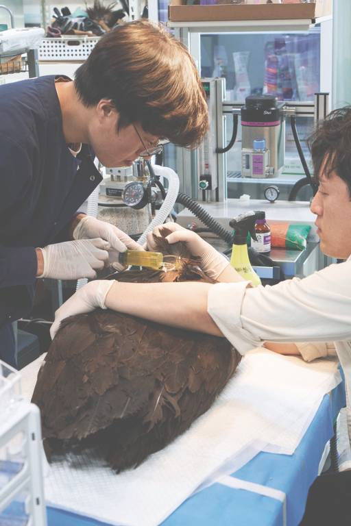 구조된 독수리를 살피는 수의사와 재활관리사.