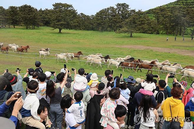 제주마 관람하는 봄 나들이객 (제주=연합뉴스) 2024년 4월 28일 '제1회 제주마 입목 및 문화축제'가 열린 제주마방목지에서 제주마(馬) 100여마리가 질주하고 있다. [연합뉴스 자료사진]