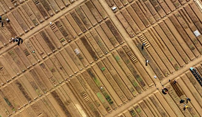 ▲ 농경의 시작을 알리는 절기상 곡우(穀雨)인 20일 인천 남동구 공공 주말농장에서 도시농부들이 텃밭을 가꾸고 있다. /이재민 기자 leejm@incheonilbo.com