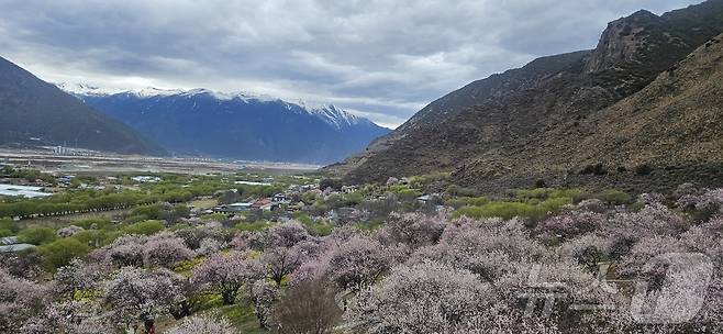 티베트(시짱) 자치구 린쯔시 바이구 가라촌에 복숭아꽃이 피어있다. ⓒ News1 정은지 특파원