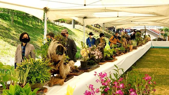 청남대 ‘영춘제’는 지역을 대표하는 봄꽃 축제답게 눈길 닿는 곳마다 봄꽃을 비롯한 석곡개화작, 야생화 분경작품 등이 전시된다. 청남대관리사업소 제공