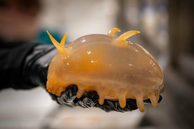 호주 해양생물 연구진이 남극에서 건진 바다 돼지. 사진=AAD/Pete Harmsen