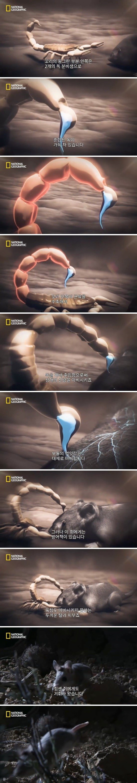 image.png 메뚜기쥐의 먹이사슬 위치 .jpg