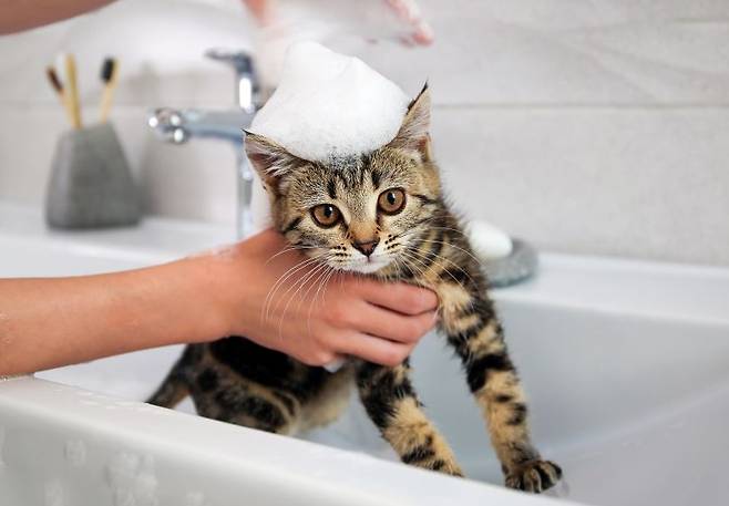 반려동물은 사회화 시기인 생후 10~14주차에 조금씩 물을 묻혀 적응시키면 목욕에 대한 거부감을 줄일 수 있다./사진=게티이미지뱅크