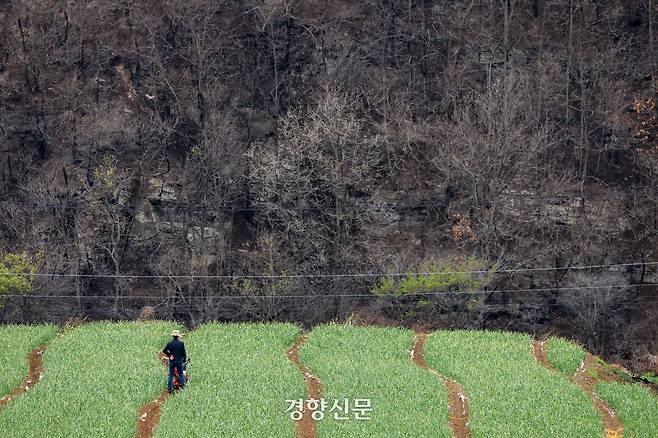 오는 21일로 영남 지역을 초토화시킨 동시다발 산불이 발생한 지 한달이 되는 가운데 20일 경북 의성군 단촌면의 한 밭에서 농민이 불에탄 산을 바라보고 있다. 2025.4.20 이준헌 기자