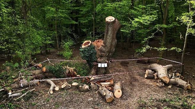 [서울=뉴시스] 영국 런던 엔필드에 있던 약 500년 된 참나무가 이달 초 베어졌다 (사진=CNN 홈페이지 캡쳐) 2025.04.20.photo@newsis.com *재판매 및 DB 금지