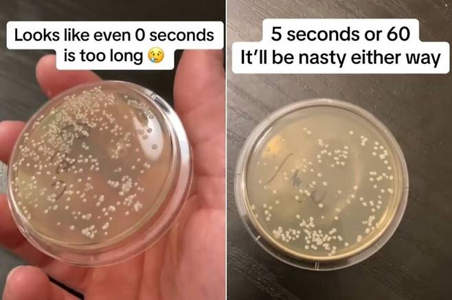 '5초 법칙'을 확인하는 실험에서 떨어진 직후의 박테리아 상태(왼쪽)과 떨어진 지 1분이 지난 후의 박테리아 상태. 틱톡