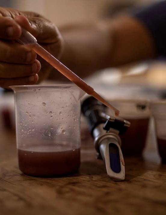 페놀, 슈가 측정. 인스타그램