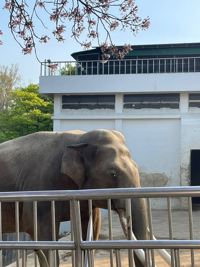 대구 달성공원은 수성구 대구대공원으로 이전 계획이 세워져 있다. 도심에서 동물원을 가볼 수 있어서 자녀들이 특히 좋아한다. 백성애 인턴