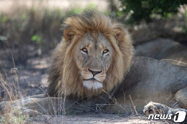 남아프리카 호스프루잇에서 사자가 휴식을 취하고 있다. 2022.01.19/news1 ⓒ AFP=뉴스1 ⓒ News1 김민수 기자