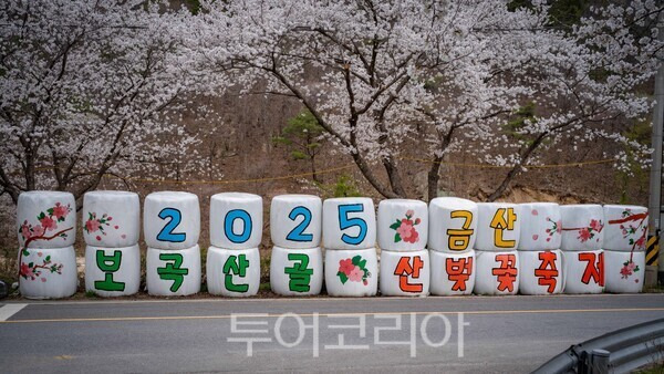 보곡산골 산벚꽃축제장 모습/사진=금산문화관광재단