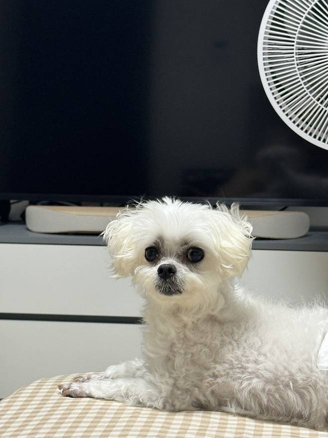 IMG_9407.jpeg 21년도 12월에 포텐갔던 우리 토리... (심장병 말티즈 팁?)