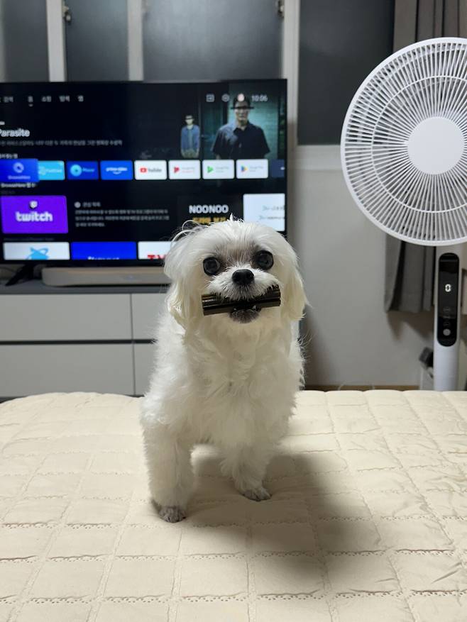 IMG_9520.jpeg 21년도 12월에 포텐갔던 우리 토리... (심장병 말티즈 팁?)