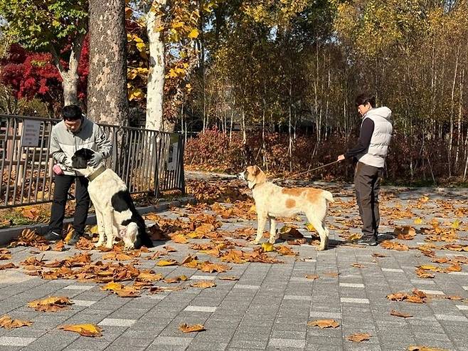 지난해 11월 경기 과천 서울대공원으러 이동한 투르크메니스탄 국견 알라바이 ‘해피‘와 ‘조이’가 동물원 내부를 산책하고 있다. 대통령실 제공