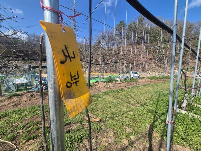 대구 동구 평광동 최영태 은광농장주의 사과 밭에 국광사과 묘목이 심겨져 있다. 대구=김재현 기자