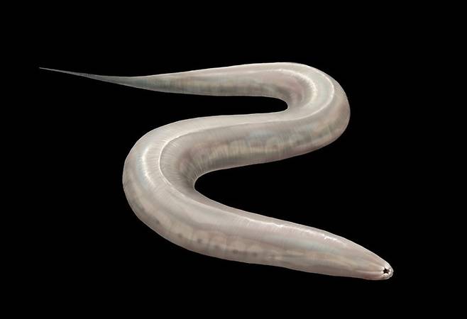 역노화 연구의 중요한 이정표를 만들어줄 것으로 기대되는 예쁜꼬마선충.  [연합뉴스]