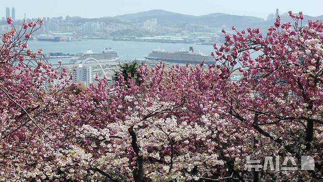 [부산=뉴시스] 하경민 기자 = 21일 부산 중구 민주공원을 찾은 시민과 관광객들이 활짝 핀 겹벚꽃을 배경으로 기념사진을 찍으며 봄 나들이를 즐기고 있다. 2025.04.21. yulnetphoto@newsis.com