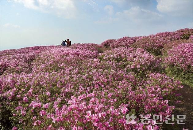 경남 산청·합천의 황매산에 피는 산철쭉. 산청군은 산불 피해를 이겨내고 5월 ‘황매산 철쭉제’를 재개하기로 했다. 농민신문DB