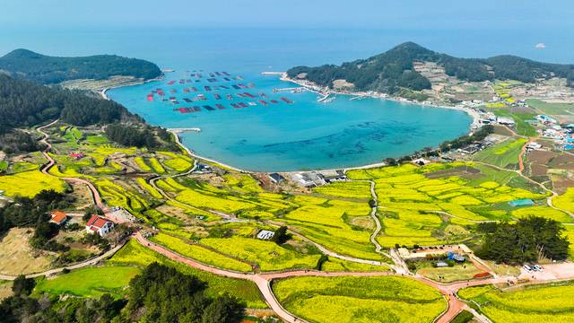 대표적인 경관농업 성공 사례인 전남 완도 구들장논의 전경. 유채꽃이 핀 다랑논이 절경을 이루고 있다. 농민신문DB