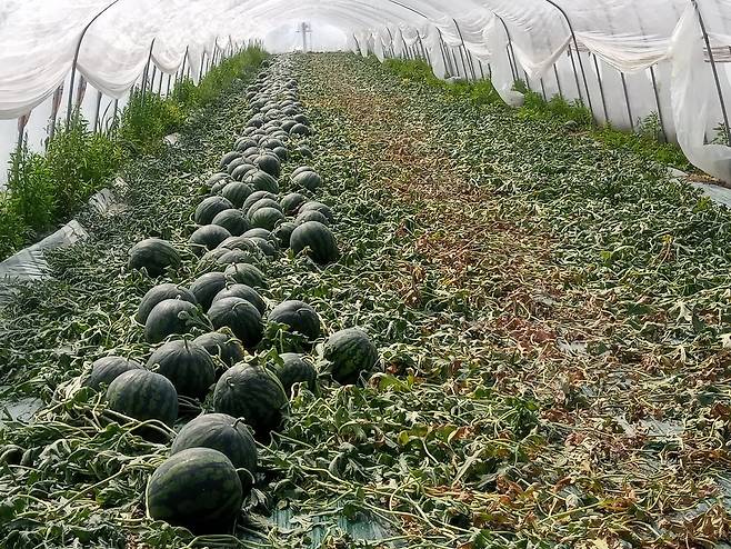 창원 시설수박  [창원시 제공. 재판매 및 DB 금지]