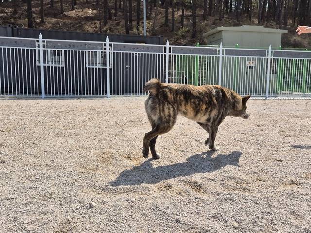 호랑이 무늬를 가진 호구다. 털의 무늬 때문인지 매서운 인상을 준다.
