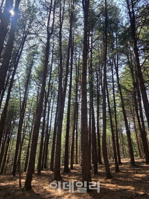 강원특별자치도 평창군 봉평면의 잣나무숲. (사진=박진환 기자)