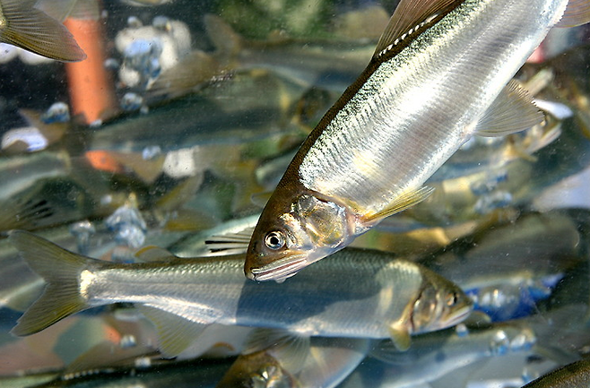 은어. 사진=양양군청 제공