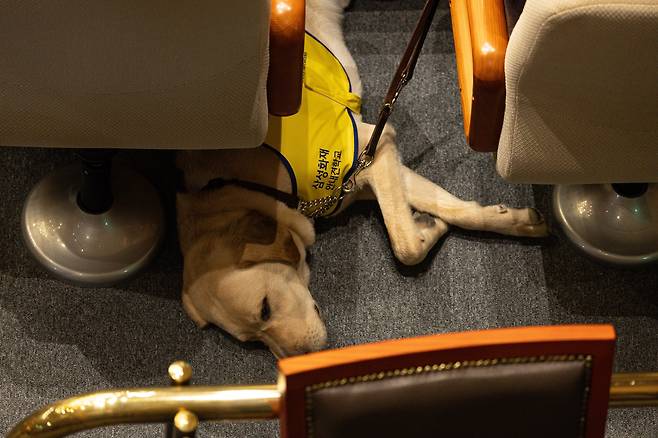 김예지 국민의힘 의원의 안내견 '태백이'가 서울 여의도 국회에서 열린 제424회 국회(임시회) 제5차 본회의에서 김 의원 옆에서 휴식을 취하고 있다. /뉴스1