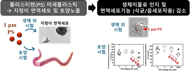생체 외 시험 및 토양 생물검정시험에 기반한 미세플라스틱의 지렁이 생태독성 연구를 수행한 결과. (안윤주 교수 제공)