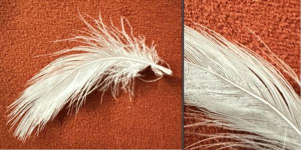 사우디아라비아에서 12살 남자아이가 깃털(사진)로 치실을 하다가 일부가 입안에 빠졌다./사진=Cureus Journal of Medical Science​