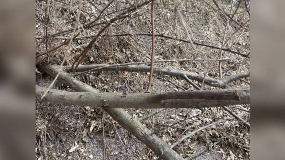 '뱀이 있냐'고 묻는 질문에 챗GPT가 없는 뱀을 만들어냈다는 한 누리꾼의 주장이 화제를 모았다. 사진은 작성자가 올린 원본 사진. [사진=온라인 커뮤니티]